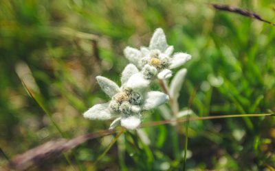 Allrounder/in für Sommer 2026 gesucht!